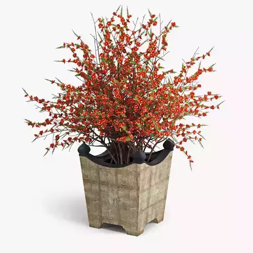 Chaenomeeles japoonica