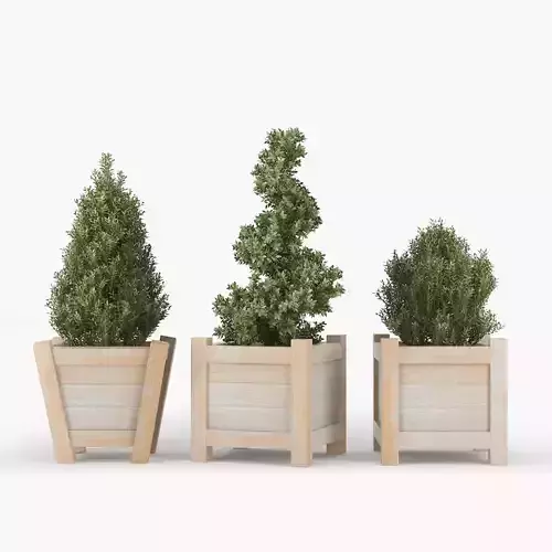 Buxus three wooden planters