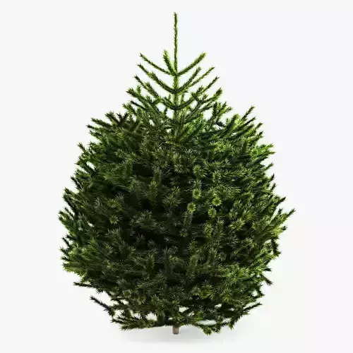 Fir Tree