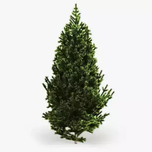 Fir Tree 