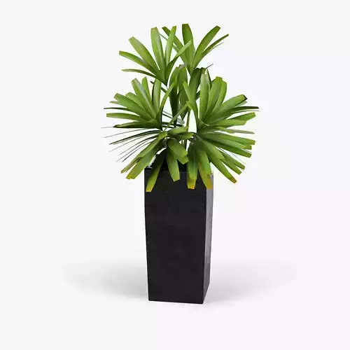 Natural Indoor Plant