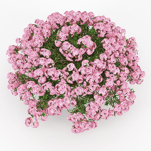 Azalea geranium 3D model