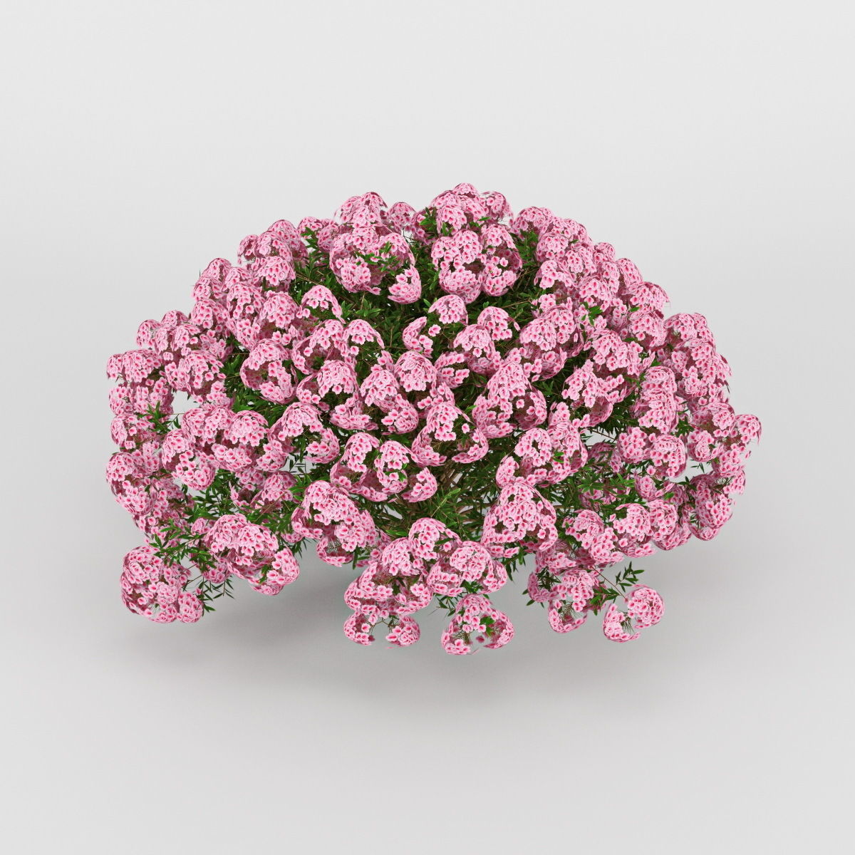 Azalea geranium 3D model_6