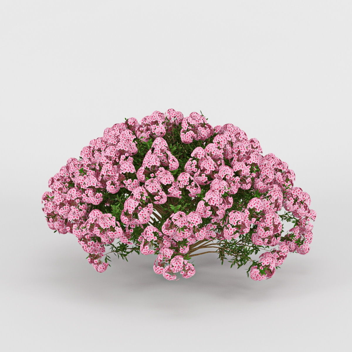 Azalea geranium 3D model_3
