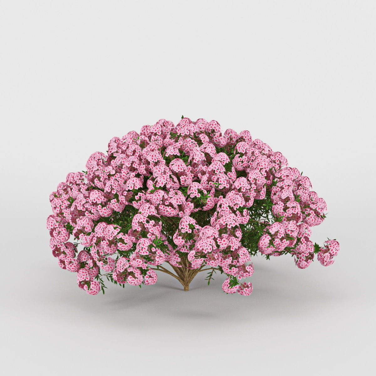 Azalea geranium 3D model_2
