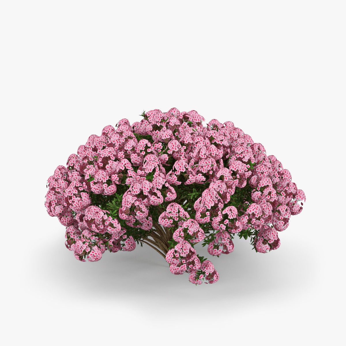 Azalea geranium 3D model_1