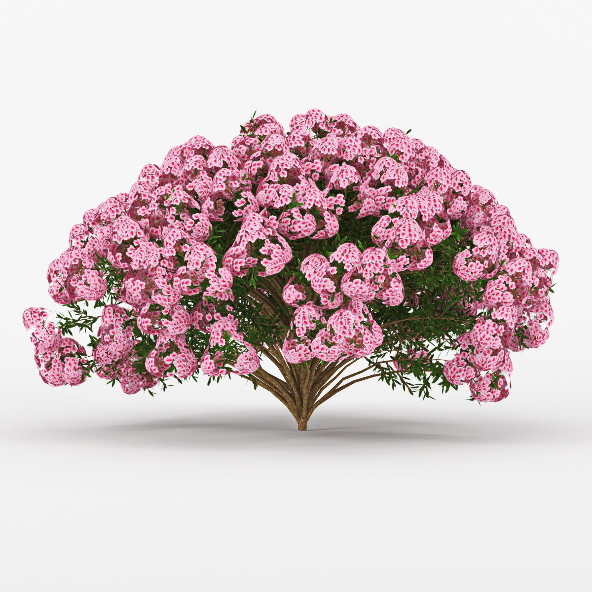 Azalea geranium 3D model_8