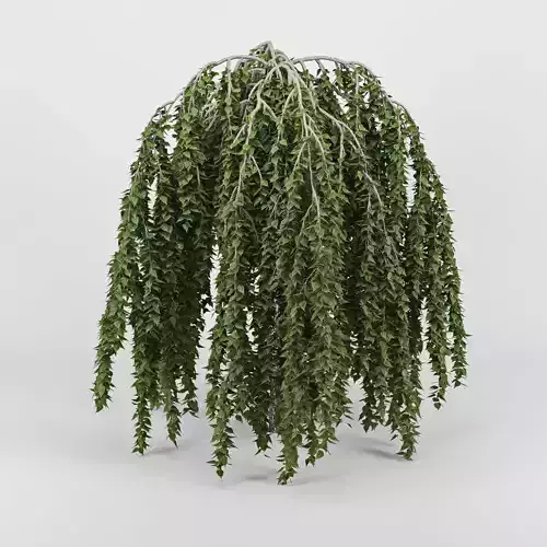 Betula weeping willow