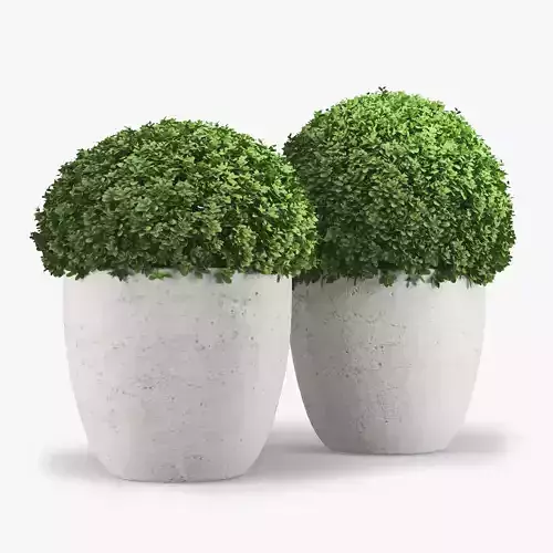 Bush pot