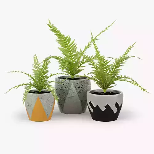 Polypodiophyta three fern plants in pots