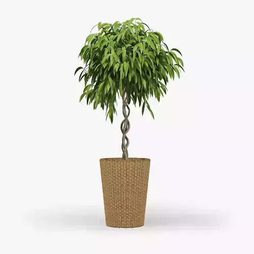 Ficus Amstel King-Braid