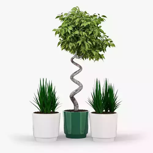 Ficus Set three potted plants
