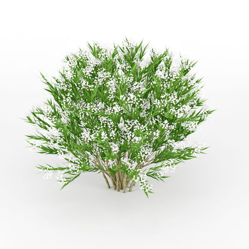 Nerium bush 3D model
