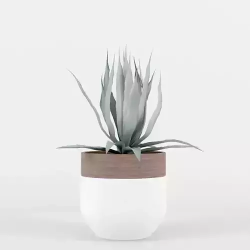 Agave plant