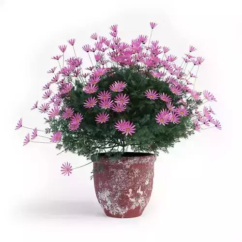 daisy daisies in vase 3D model