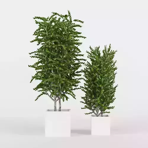 Eucalyptus two potted plants