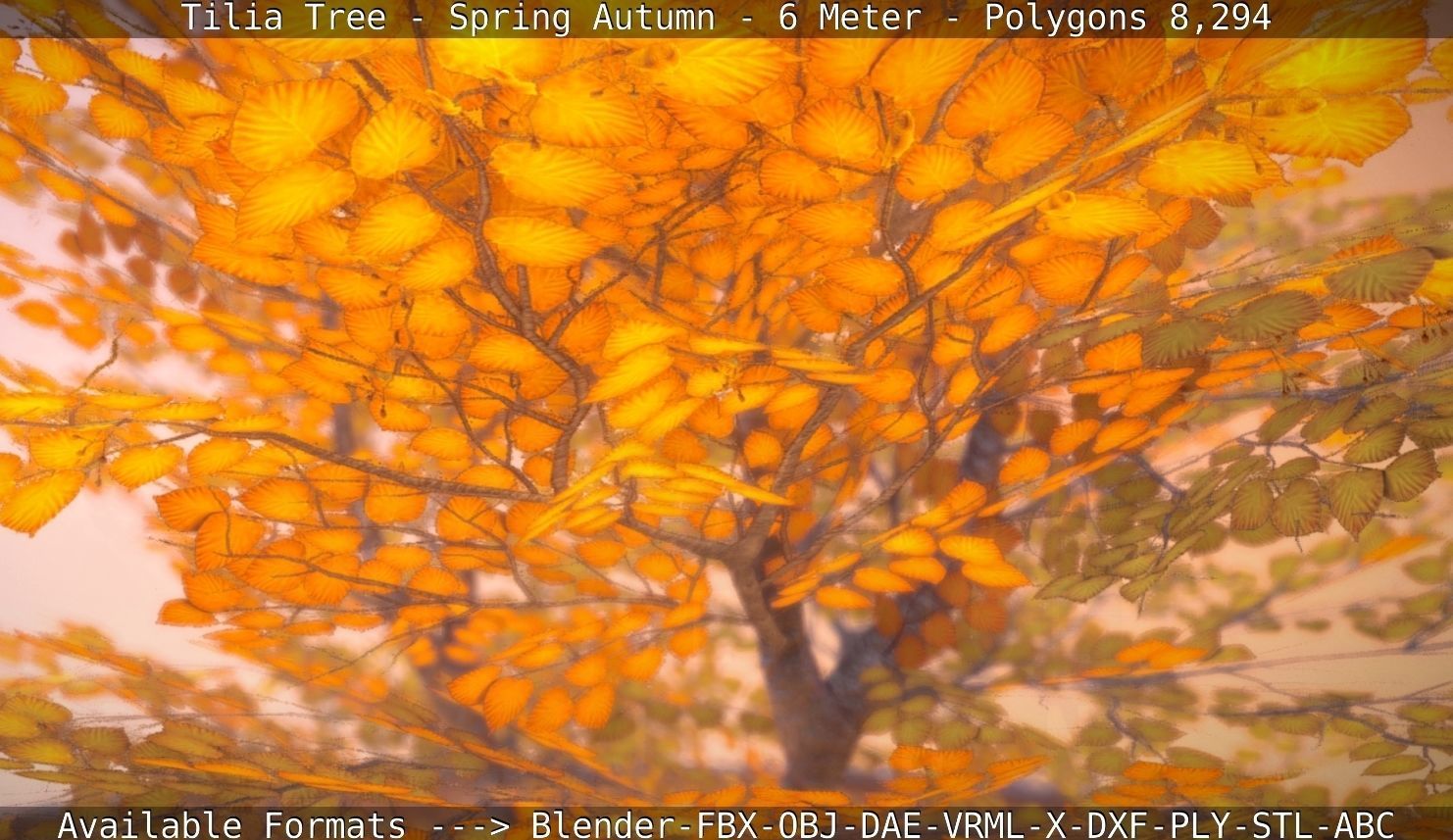 Tilia Tree - 6 Meter - Autumn  Low-poly 3D model_108