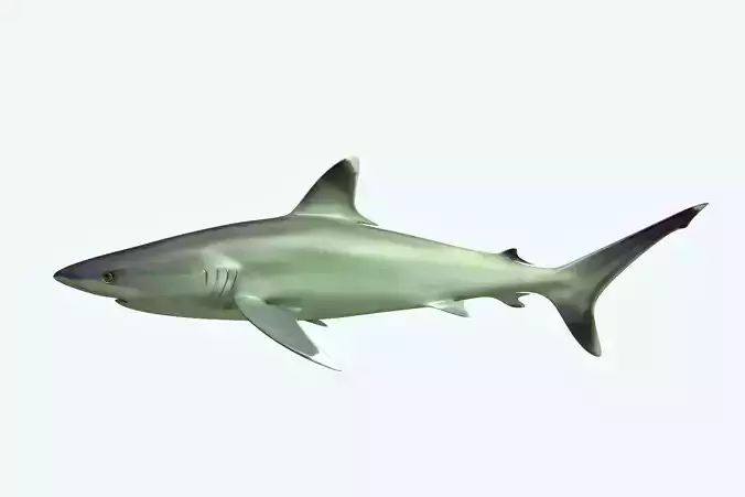 Silver Reef Shark