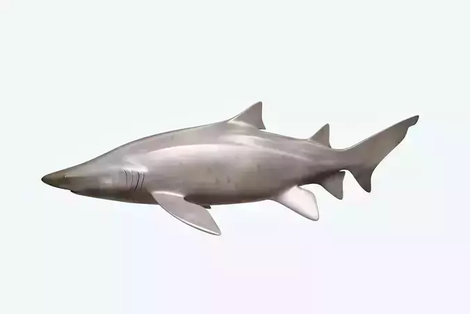 Sand Tiger Shark
