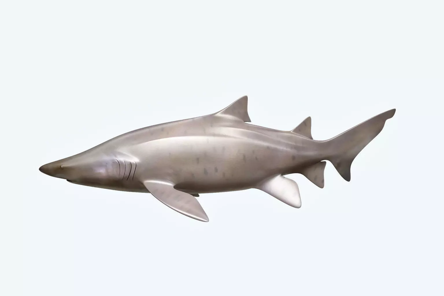 Sand Tiger Shark 3D model_0