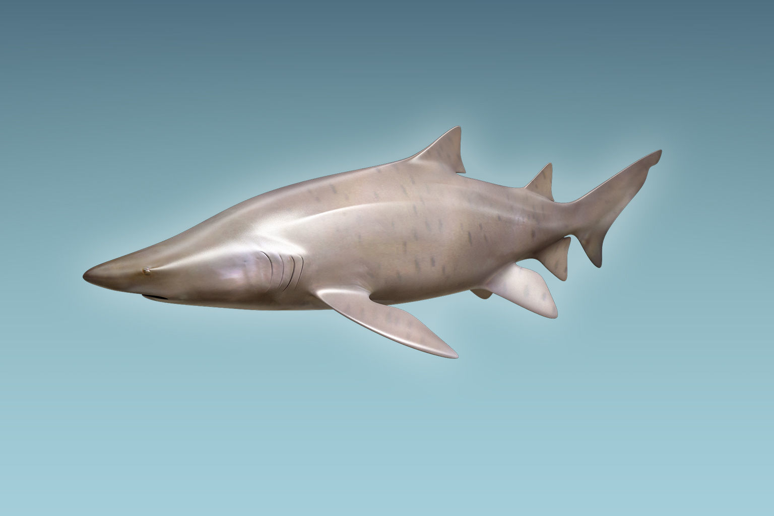 Sand Tiger Shark 3D model_1