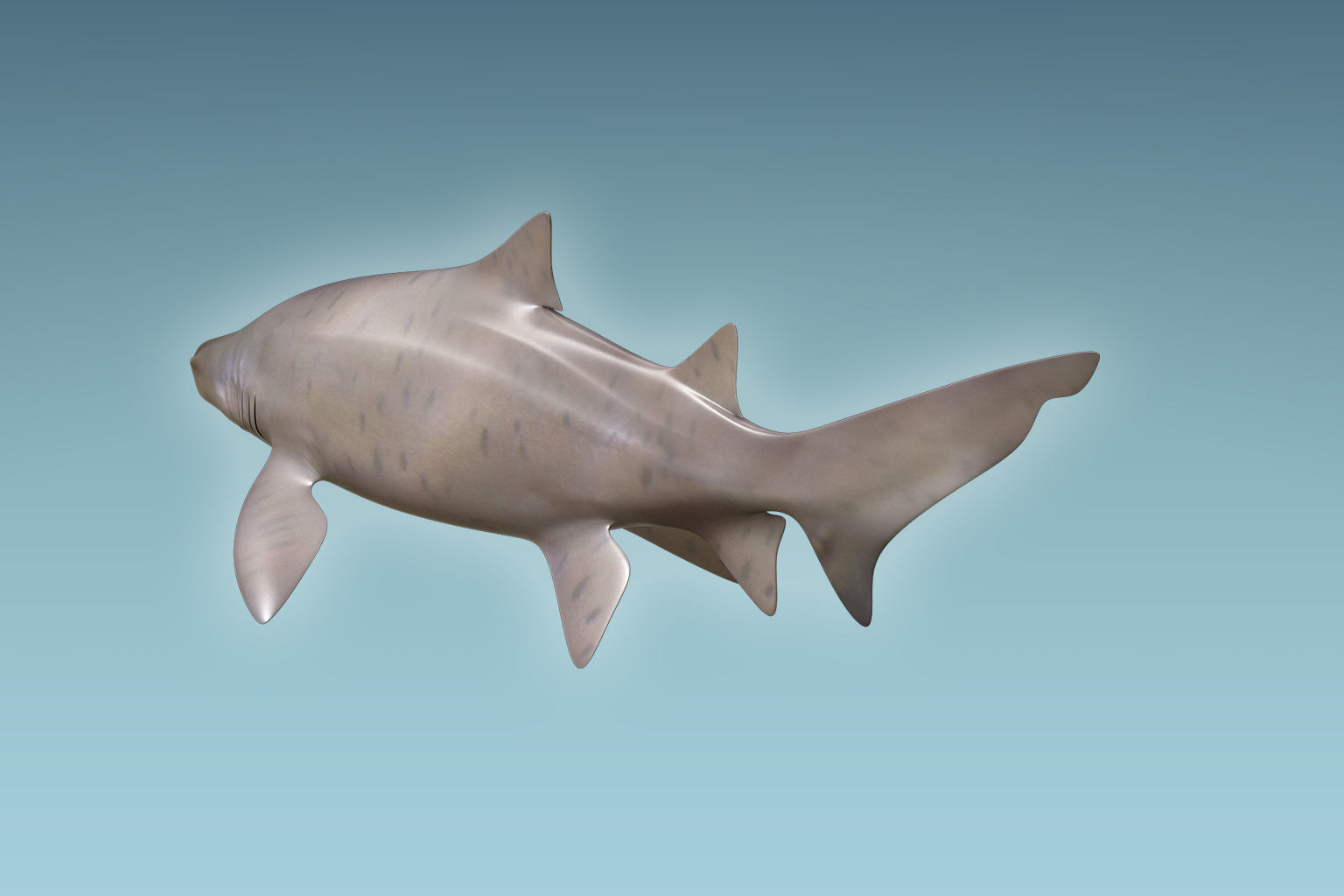 Sand Tiger Shark 3D model_3