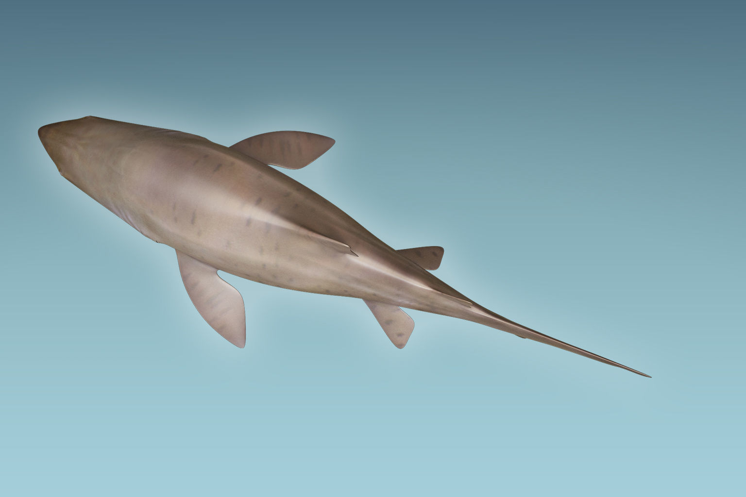 Sand Tiger Shark 3D model_5