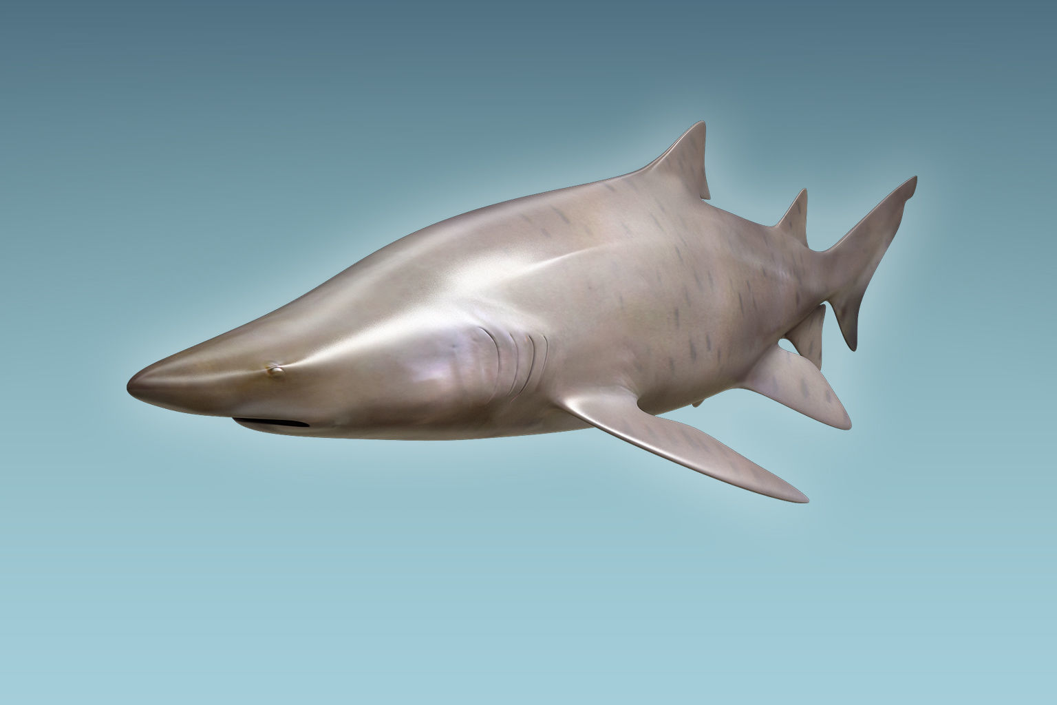 Sand Tiger Shark 3D model_4