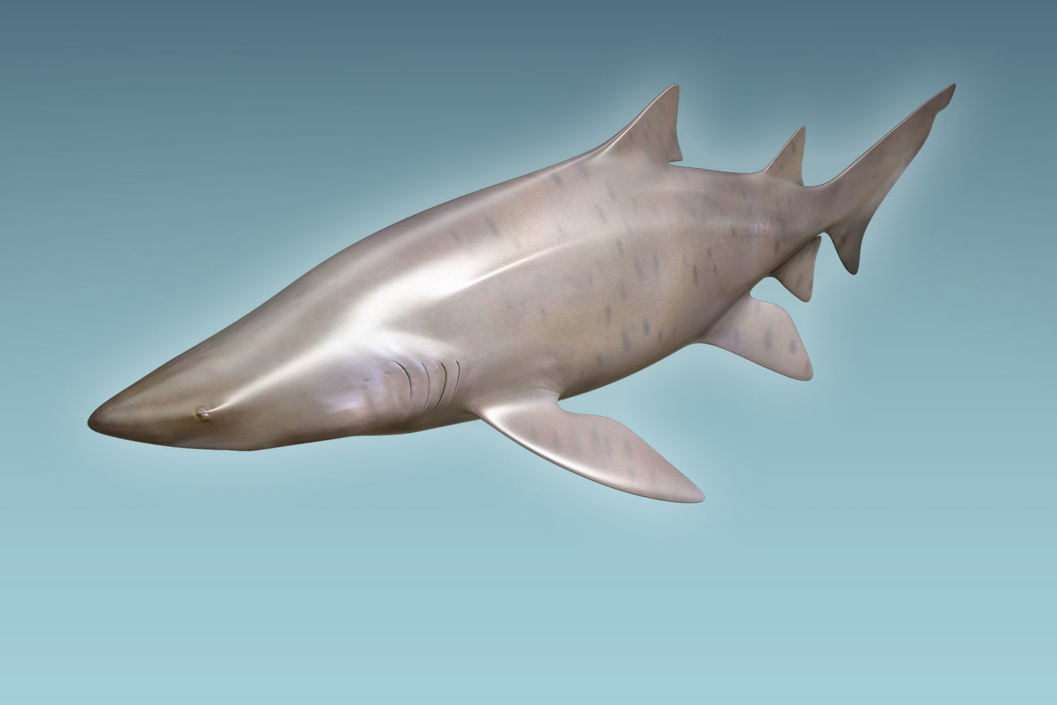 Sand Tiger Shark 3D model_2