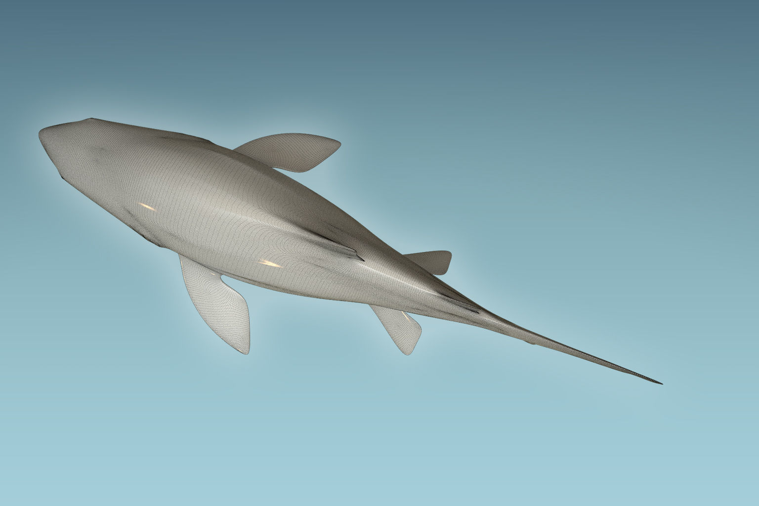 Sand Tiger Shark 3D model_8