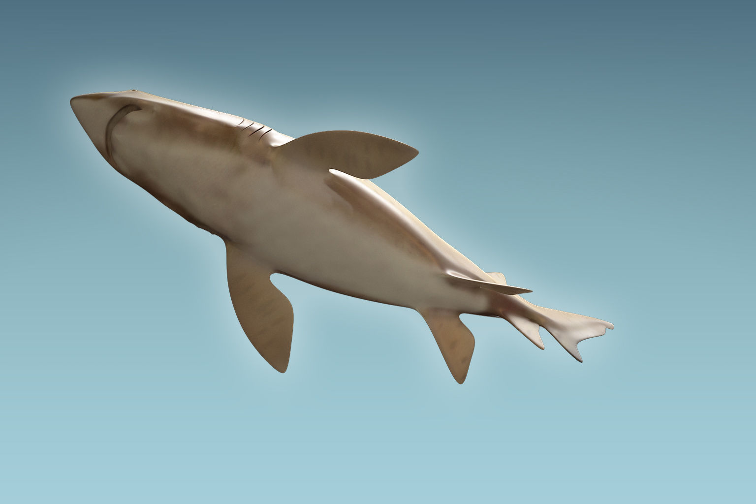 Sand Tiger Shark 3D model_6