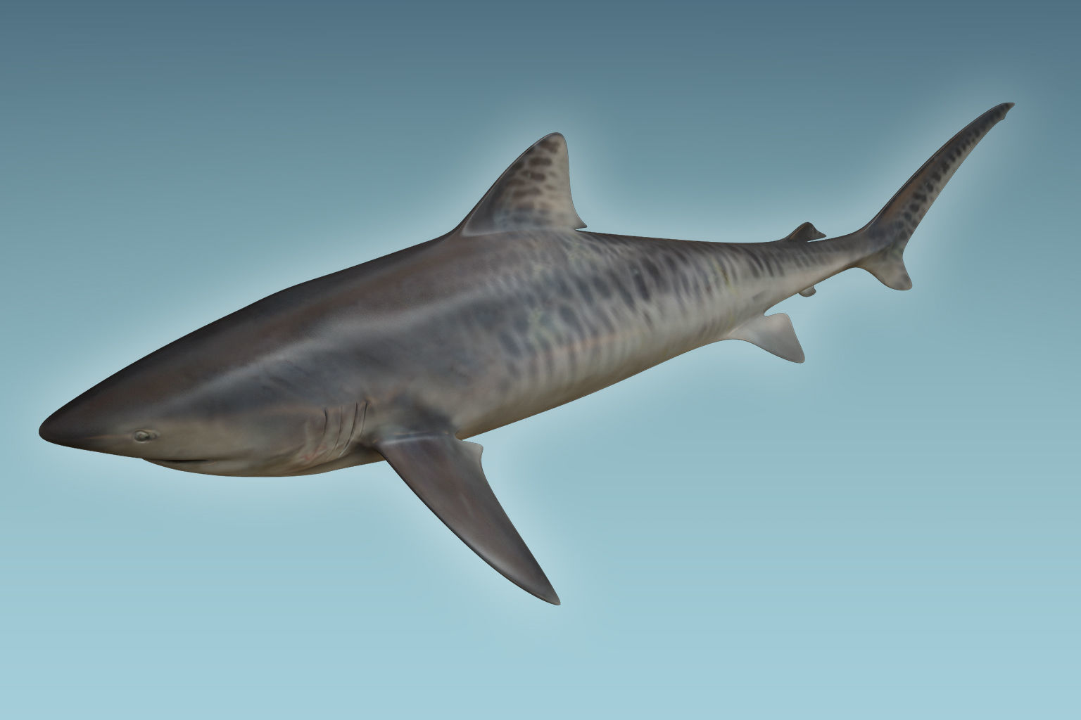 Tiger Shark 3D model_5