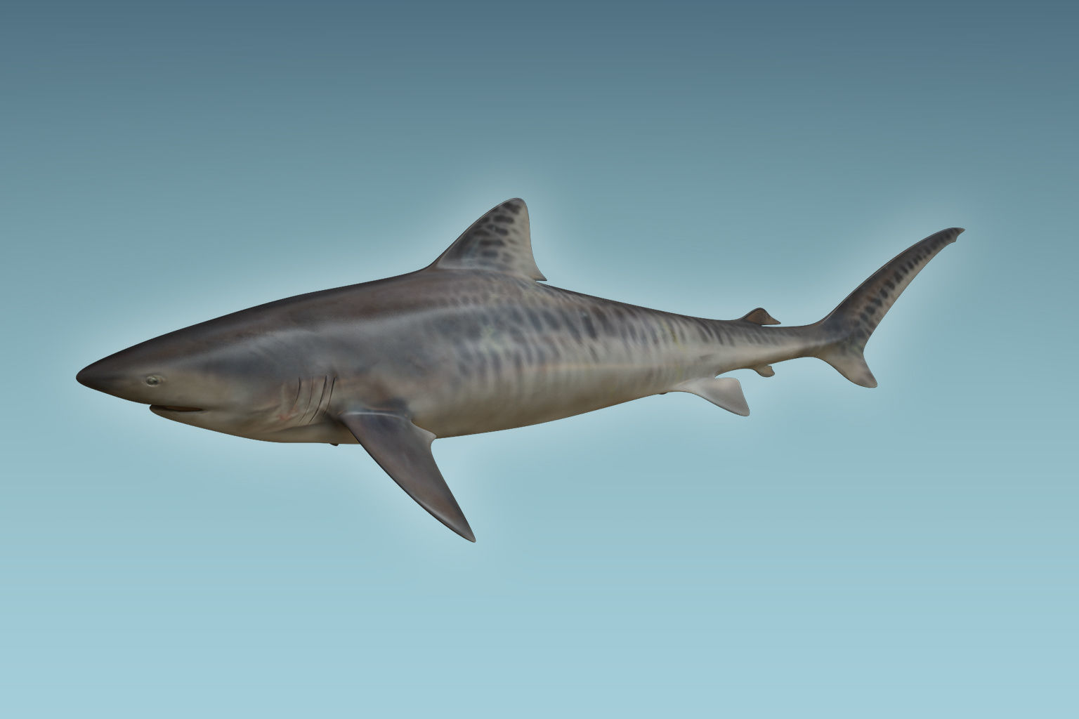 Tiger Shark 3D model_1