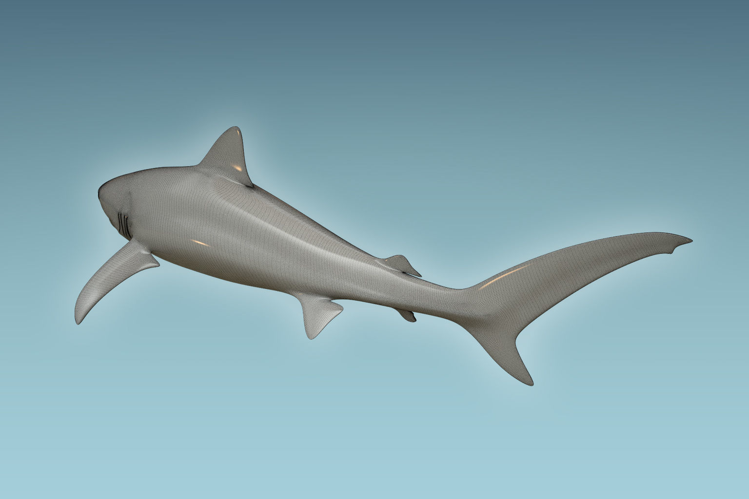 Tiger Shark 3D model_7