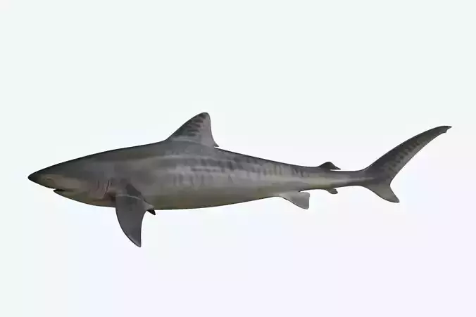 Tiger Shark
