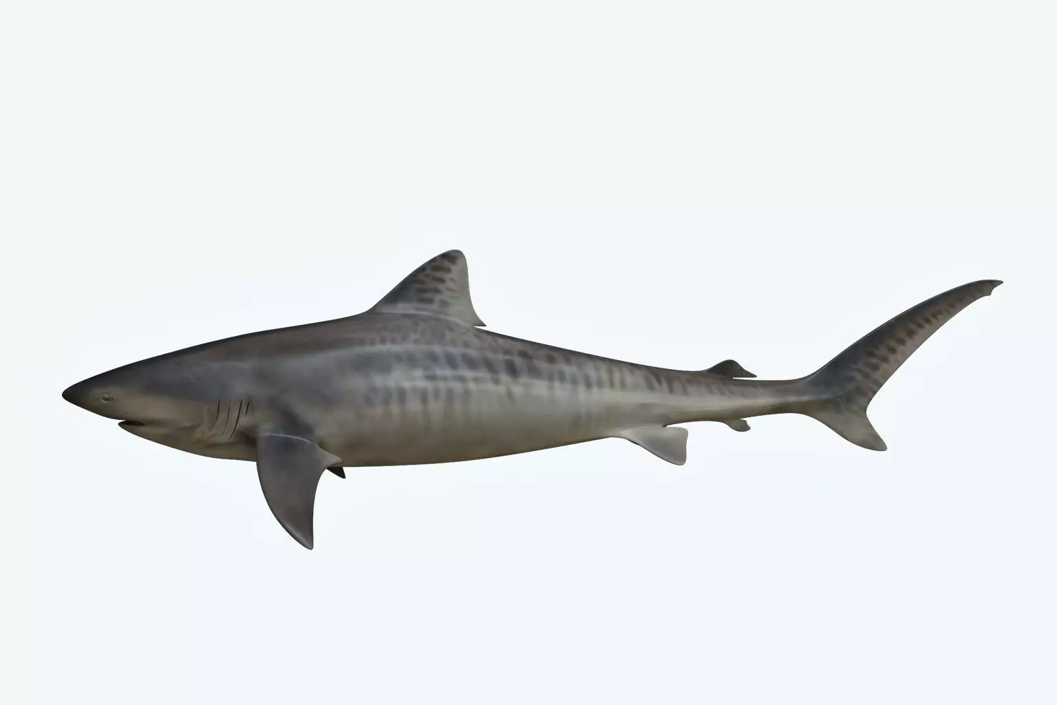 Tiger Shark 3D model_0