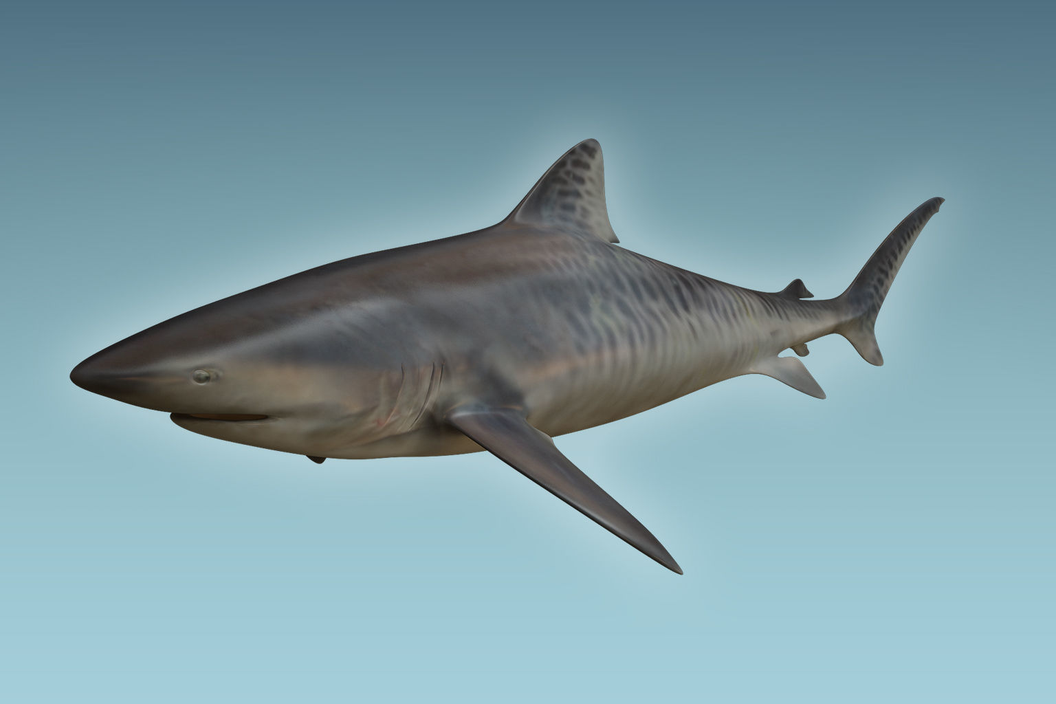 Tiger Shark 3D model_3