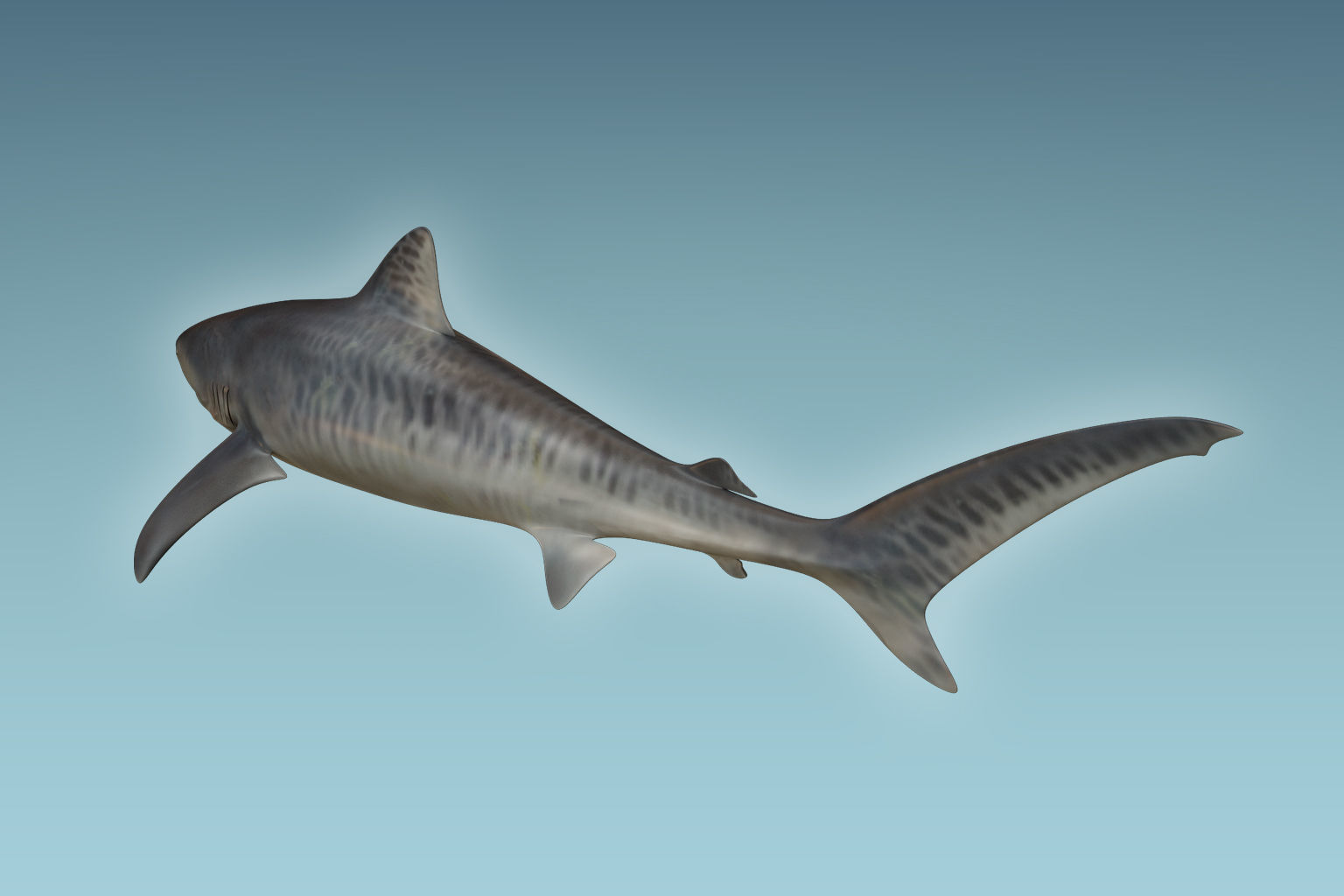 Tiger Shark 3D model_2