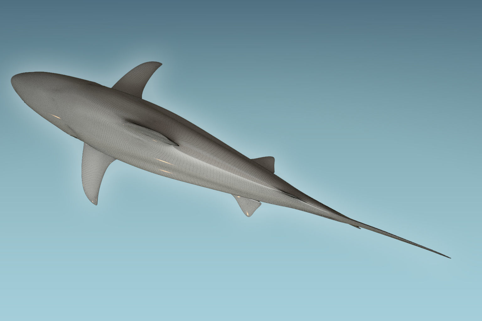 Tiger Shark 3D model_8