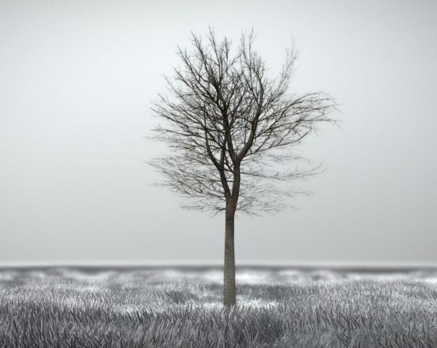 Tilia Tree - 6 Meter -  Winter Low-poly 3D model