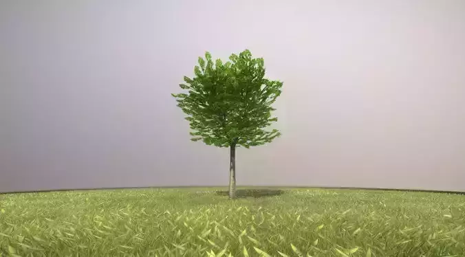 Tilia Tree - 6 Meter -  Spring Low-poly 3D model