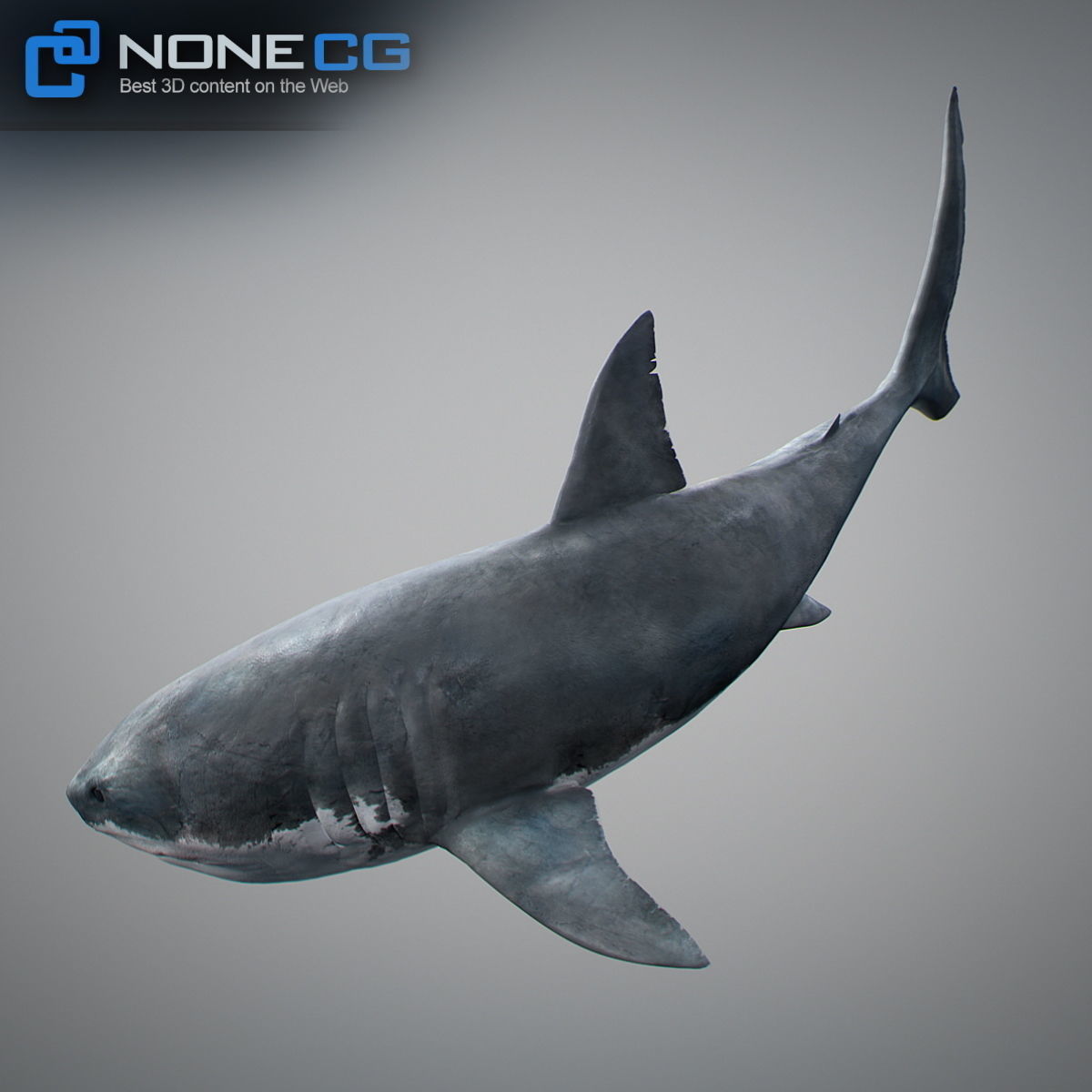 Animated Great White Shark Low-poly 3D model_22