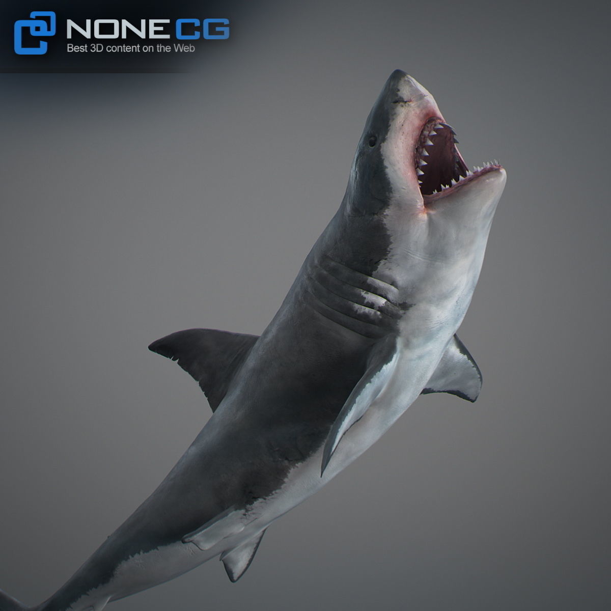 Animated Great White Shark Low-poly 3D model_33
