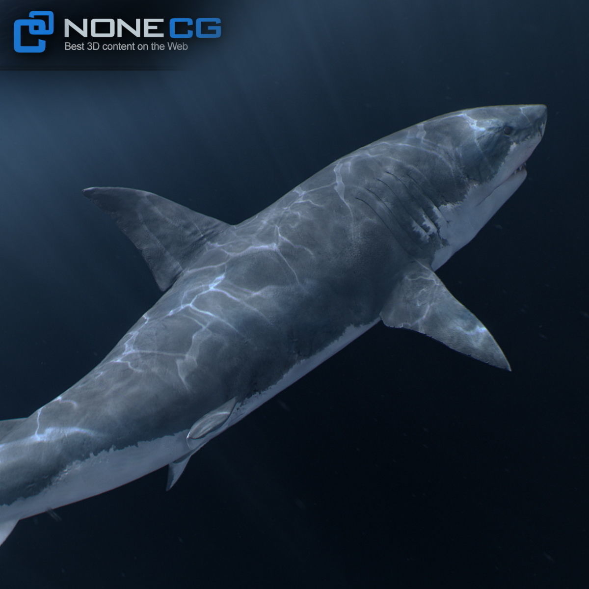 Animated Great White Shark Low-poly 3D model_17
