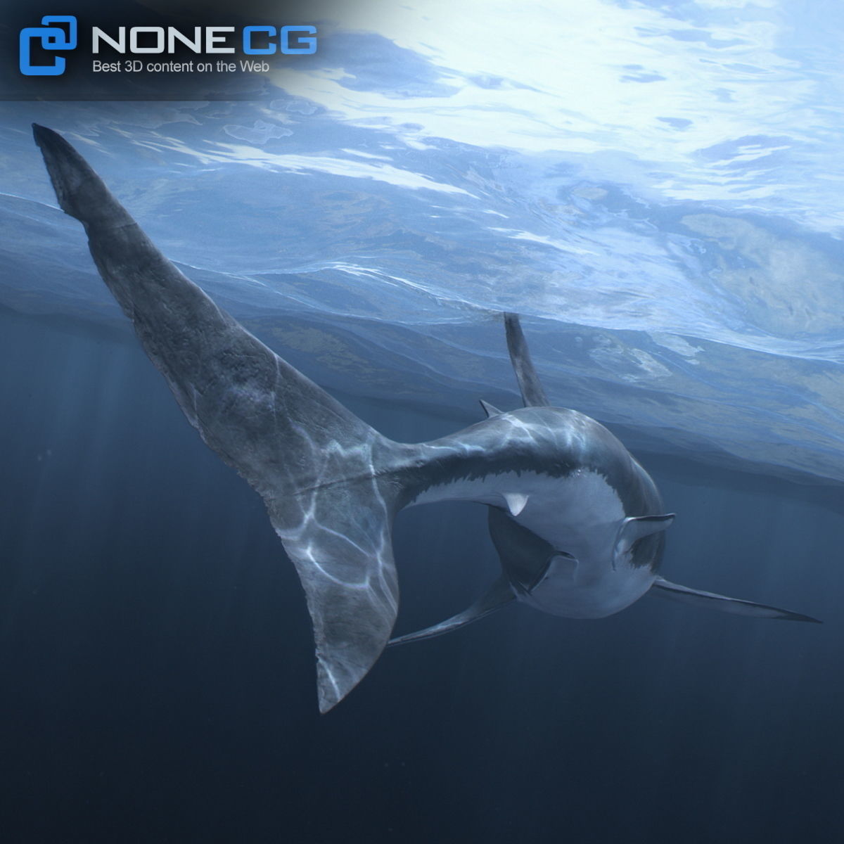 Animated Great White Shark Low-poly 3D model_20