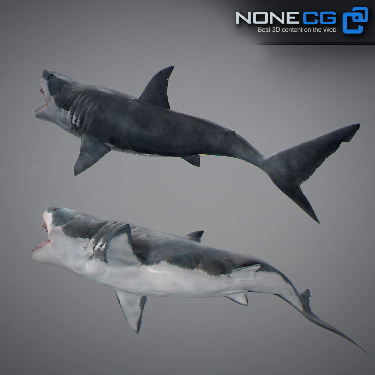 Animated Great White Shark Low-poly 3D model_26