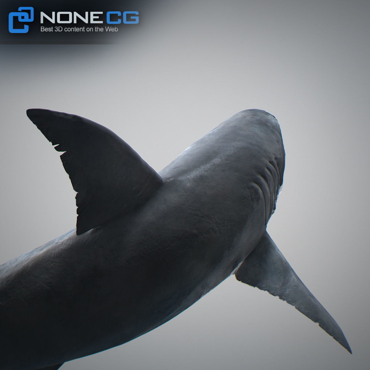 Animated Great White Shark Low-poly 3D model_12