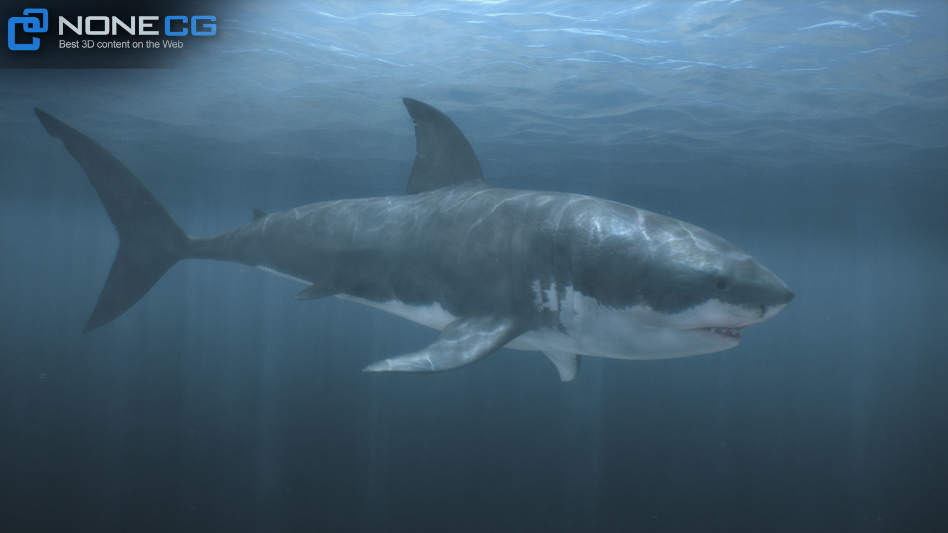 Animated Great White Shark Low-poly 3D model_39