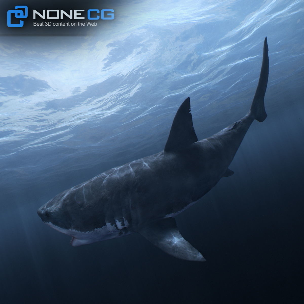 Animated Great White Shark Low-poly 3D model_6