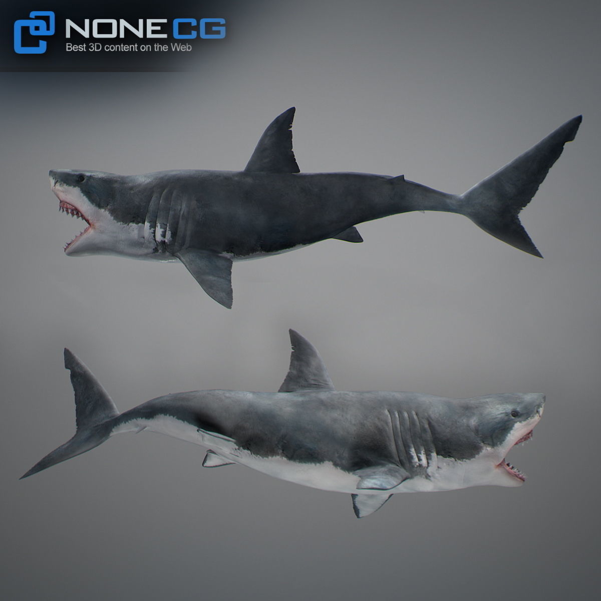 Animated Great White Shark Low-poly 3D model_31